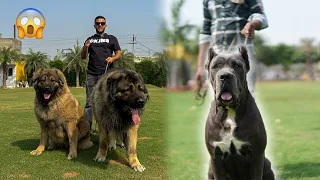 Biggest Caucasian Shepherd dogs in Amritsar Punjab 😱 80+ Dogs at Gobsberg Kennel