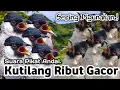 Download Lagu SUARA PIKAT ANDAL,‼️ KUTILANG KUTILANG RIBUT GACOR..