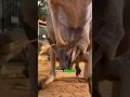 How Baby Kangaroos Survive in a Pouch
