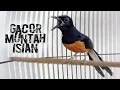 Download Lagu Tercepat Merangsang Emosi Gacor Murai Macet Malas Bunyi Nol Birahi