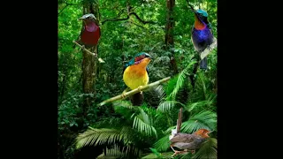 mp3 pikat burung kolibri