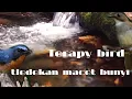 Lagu terapi air mengalir tledekan macet bunyi ,tldekan bahan , srdc,dg jeda