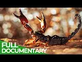Lethal Poison | Animal Armory | Episode 4 | Free Documentary Nature