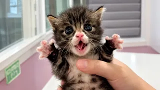 Funniest Kittens Can't Even Be Angry Without Being TOO CUTE! π€£