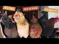 10 Things To Know BEFORE You Buy Backyard Chickens Poultry Care For Beginners Homesteading Tips