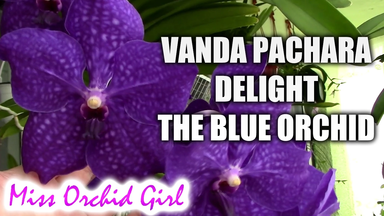 VANDA PACHARA DELIGHT THE BLUE ORCHID