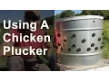 Using a Chicken Plucker