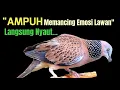 Download Lagu Suara Burung Tekukur KUK 1 Gacor Paling Ampuh Untuk Pancingan Yang Malas Bunyi