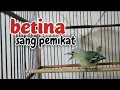 Download Lagu Sirtu betina birahi teriak memangil jantan/Ampuh untuk menaikan birahi sirtu jantan hasil ombyokan