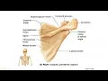 Appendicular skeleton - names and bone markings of upper ext