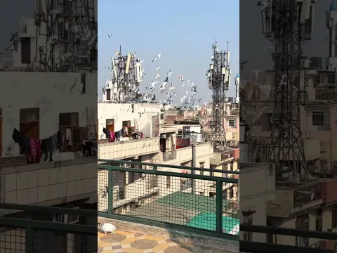 Paro ko khol zamana udhan dekhta h #pigeon
