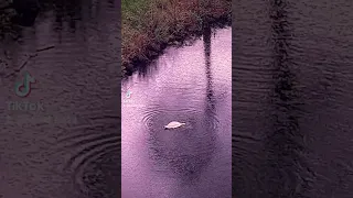 وردة الجزائرية وروح أجمل حالات واتس قصيرة 