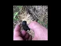 Identifying animal scat