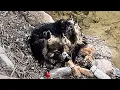Download Lagu The stray dog's mouth and limbs were bound, unable to move or call for help, awaiting death.