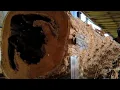 Download Lagu Detik-detik hancurnya kayu jati besar, sarang rayap pembunuh di sawmill