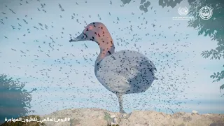 الطيور المهاجرة    الیوم العالمي للطیور المهاجرة دندنها