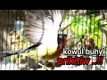 Download Lagu suara asli kolibri wulung di alam liar