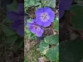 Download Lagu Delicate Hardy Geranium Flowers #flowers #geranium #garden #shorts