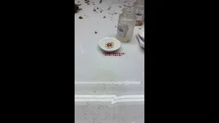                                    دندنها