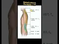 Download Lagu Human Spinal Column Vertebra #spine #shorts #radiography #xray