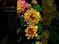 Download Lagu Jinnat ki ek jamaat ek bar jarur sune musalman hone ka hak Ada kary