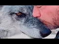 Download Lagu Man rescues wolf. Now they're obsessed with each other.
