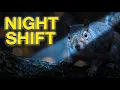 The Secret Night Life of Backyard Squirrels What They Do While You Sleep