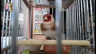 تغاريد الحسون ميسي الأسطورة المغربي الويداني لتعليم الفراخ 