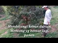 Download Lagu Mendatangi Kebun Durian yg Bentar Lagi Panen.(@PemudaPekerja #durian