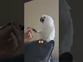 Download Lagu #cackatoo #bird #birds #cockoo #pets #cockatoos
