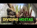 Download Lagu How to Divide Hostas, Best Time to Divide Hostas and Other Planting Tips