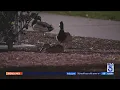 Ducks shot at Costa Mesa park