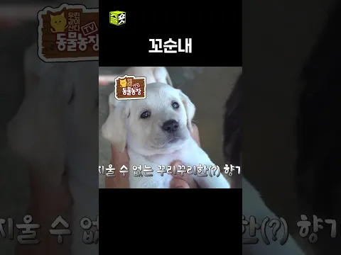 씻기 싫어ㅠㅠ #달리 #DALI #TV동물농장 #shorts