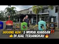 Lagu JARANG ADA‼️ 5 MURAI KUALITAS JUARA DIJUAL TERJANGKAU DI BEKASI🔥