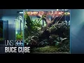 Download Lagu 30C Buce Cube Aquascape