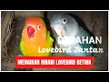 Download Lagu MASTERAN BIRAHI JANTAN MAU KAWIN COCOK UNTUK MENAIKAN BIRAHI LOVEBIRD BETINA