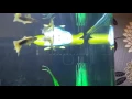 Robot turtle in our fish tank