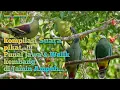 Download Lagu Kompilasi Suara Pikat Burung Punai Jawa dan Walik Kembang