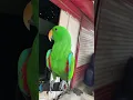 Download Lagu Burung nuri hinggap di depan rumah, punya siapa ni…😳