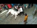 professional Qasai cow Qurbani