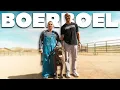Why AKC Won t Allow These different Colored South African Boerboel Mastiff