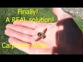 The BEST way to get rid of carpenter bees They were destroying my deck