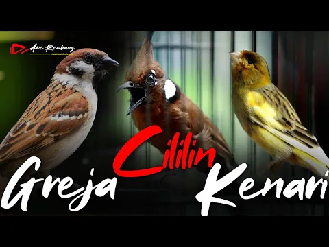 Download MP3 MASTERAN CILILIN - GREJA TARUNG - KENARI | AUDIO JERNIH