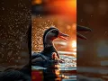 Download Lagu Duck in Jungle Lake 🦆 | Cute Wild Duck Sitting in Water | Nature shorts #nature #wildlife #shorts