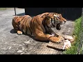 Download Lagu Alcyone, A Siberian Tiger, Growling At A Caretaker (Not At Me)...