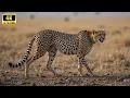 Download Lagu The Last Sprint: Cheetah’s Epic Survival Story | Wildlife Documentary in Hindi