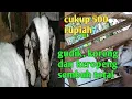 Lagu gudik, koreng dan kropeng pada kambing di jamin rontok dengan ramuan ini