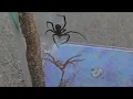 Black Widow Number 2 vs Unknown 6-legged Wolf Spider
