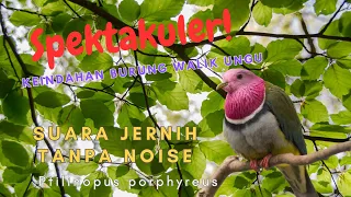 suara langka walik ungu temnick ptilinopus porphyreus birds birdsong birdspecies birdsounds