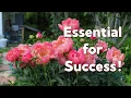10 Things You Need to Know About Growing Peonies